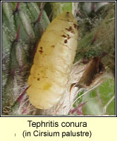 Tephritis conura q