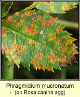 Phragmidium mucronatum