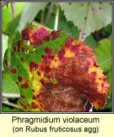 Phragmidium violaceum