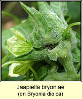 Jaapiella bryoniae