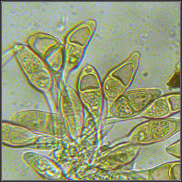 Puccinia glechomatis