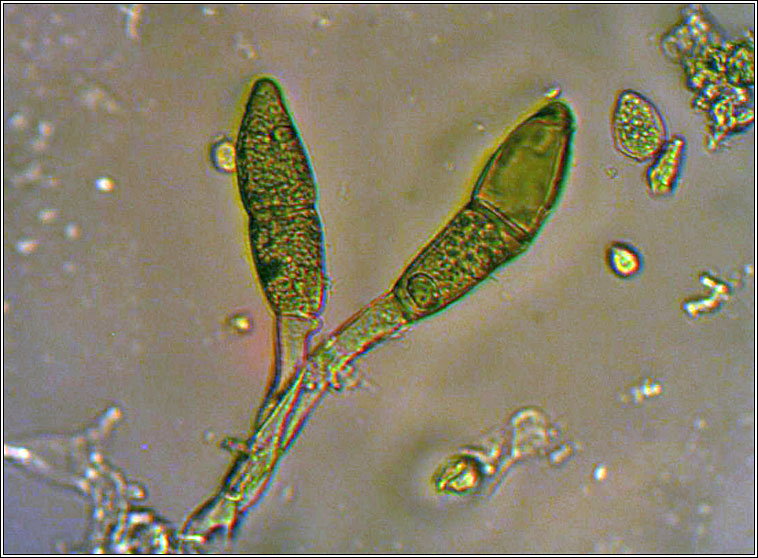 Puccinia glechomatis
