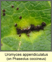 Uromyces appendiculatus (Uromyces phaseoli)