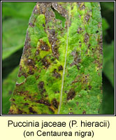Puccinia jaceae (hieracii)