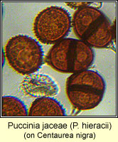 Puccinia jaceae (hieracii)