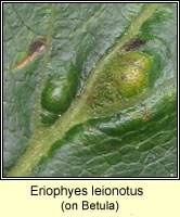 Eriophyes leionotus