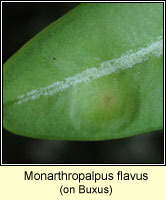 Monarthropalpus flavus