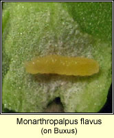 Monarthropalpus flavus