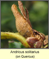 Andricus solitarius