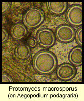 Protomyces macrosporus