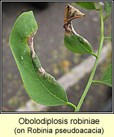 Obolodiplosis robiniae