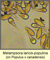 Melampsora laricis-populina