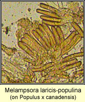Melampsora laricis-populina