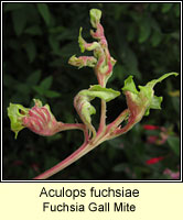 Aculops fuchsiae, Fuchsia Gall Mite