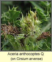 Aceria anthocoptes Q