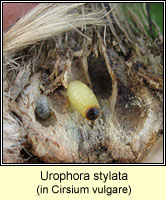 Urophora stylata