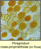 Phragmidium rosae-pimpinellifoliae