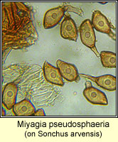 Miyagia pseudosphaeria