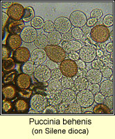 Puccinia behenis
