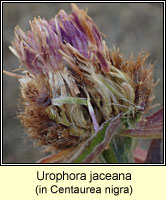 Urophora jaceana