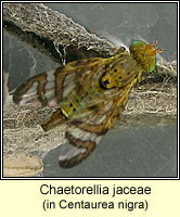 Chaetorellia jaceae