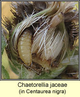 Chaetorellia jaceae