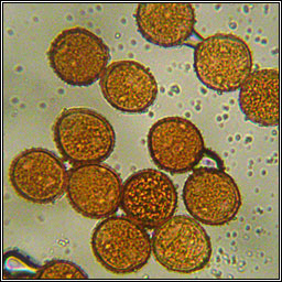 Uromyces euphorbiae-corniculatae