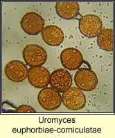 Uromyces euphorbiae-corniculatae