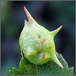 Diplolepis nervosa, Sputnik Gall