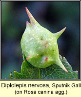 Diplolepis nervosa Sputnik, Gall
