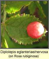 Diplolepis eglanteriae/nervosa