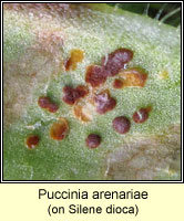 Puccinia arenariae
