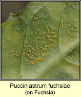 Pucciniastrum fuchsiae