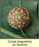 Cynips longiventris