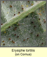 Erysiphe tortilis