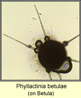 Phyllactinia betulae