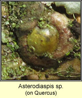 Asterodiaspis sp