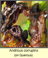 Andricus corruptrix