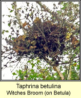 Taphrina betulina, Witches Broom