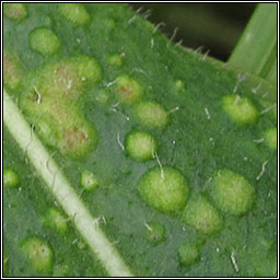 Aceria centaureae