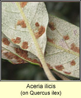 Aceria ilicis