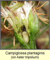 Campiglossa plantaginis