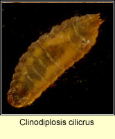 Clinodiplosis cilicrus