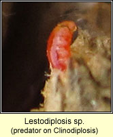 Lestodiplosis, predator of Clinodiplosis cilicrus