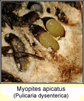 Myopites inulaedyssentericae