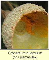 Cronartium quercuum