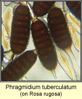 Phragmidium tuberculatum