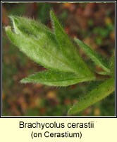 Brachycolus cerastii