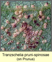 Tranzschelia pruni-spinosae