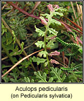 Aculops pedicularis